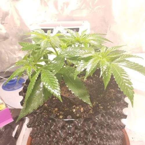 Frank's Grow. Week 4 - After pruning