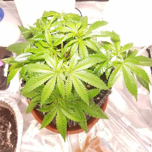 Frank's Grow. Week 4 - Later in week