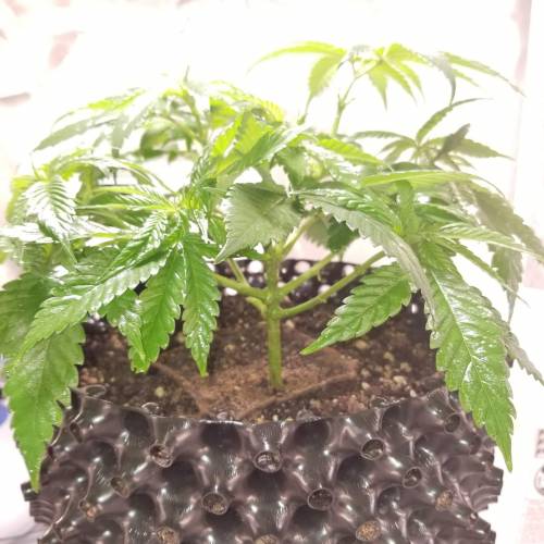 Frank's Grow. Week 4 - Later in week