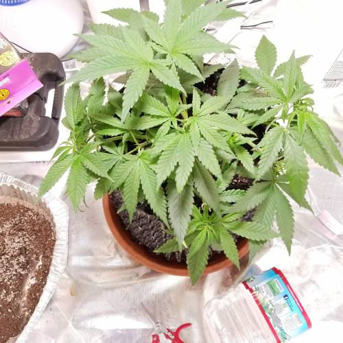 Frank's Grow. Week 4 - Going into week 5..did a little more trimming, then super crop, lollipopped, topped last week