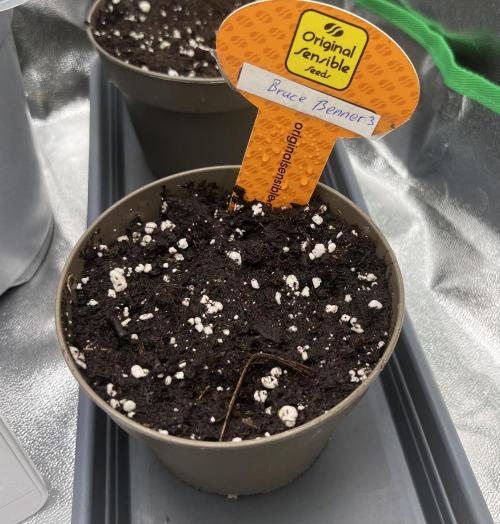  Bruce Banner #3. Week 0