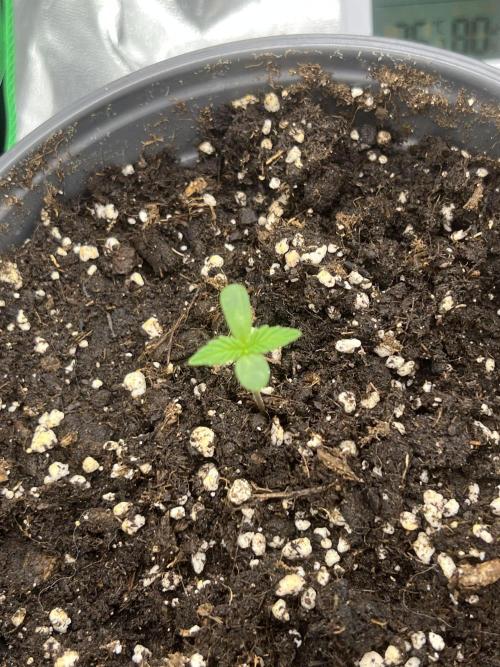Apple Fritter Automatic. Week 1