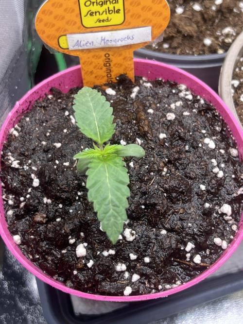 Alien Moonrocks. Week 1