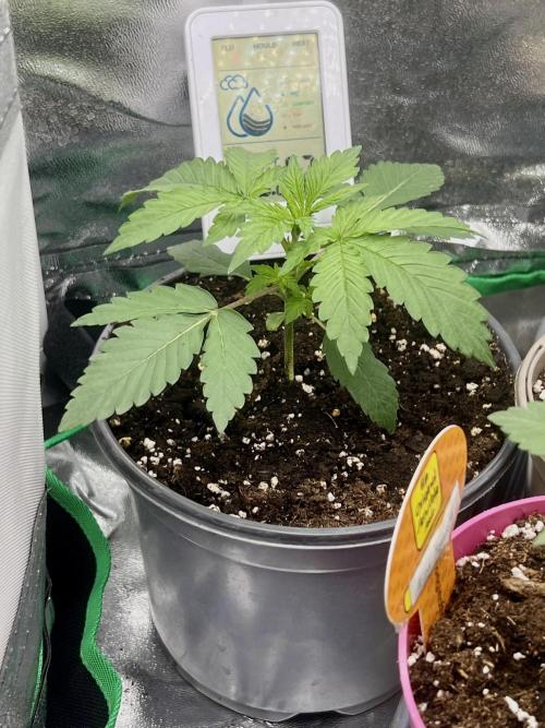 Apple Fritter Automatic. Week 2