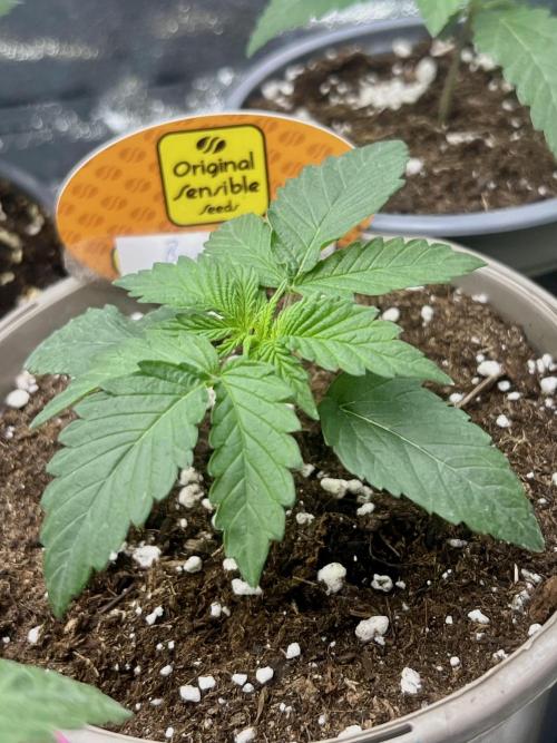  Bruce Banner #3. Week 2