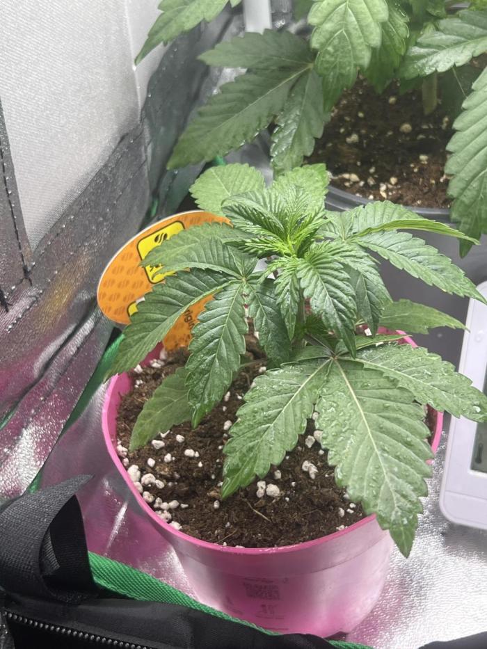 CCG OSS Projekt. Week 2 - Licht ein wenig erhöht !  sehen super aus und machen ein vitalen Eindruck 