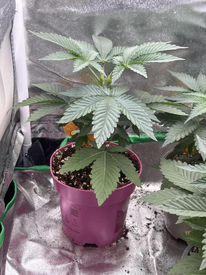 CCG OSS Projekt. Week 3 - Pflanze geht extrem gut und wurde vor 2 Tagen getoppt 