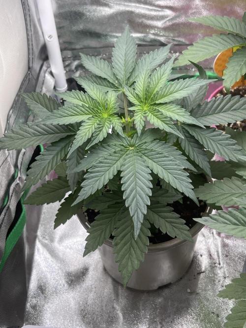 CCG OSS Projekt. Week 3