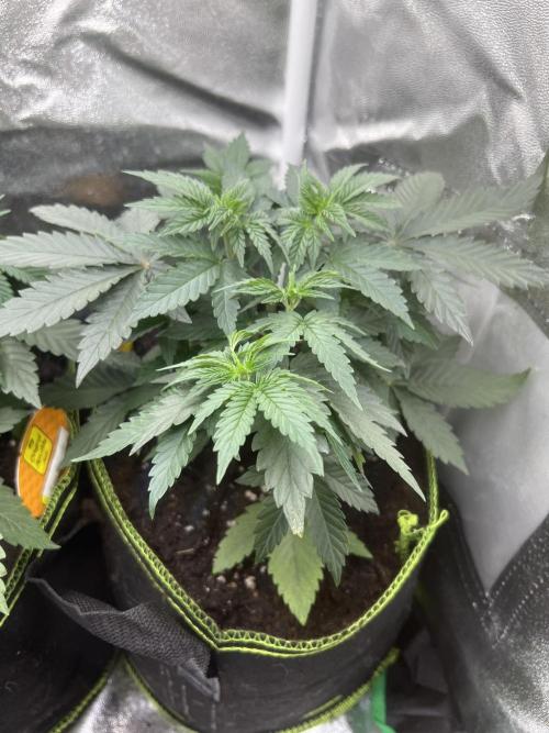 CCG OSS Projekt. Week 4