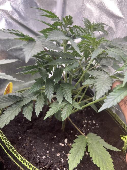 CCG OSS Projekt. Week 4