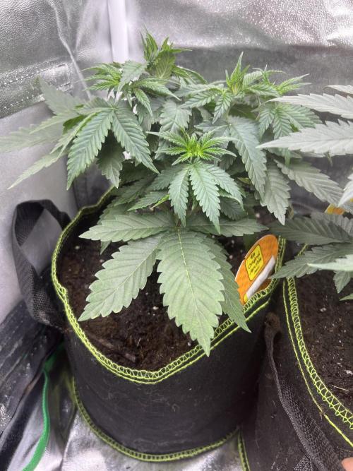 Alien Moonrocks. Week 4