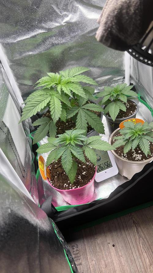 Apple Fritter Automatic. Week 3
