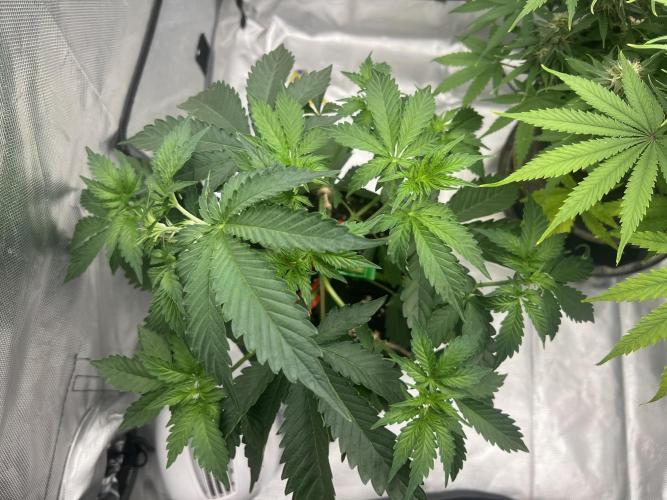Apple Fritter Automatic. Week 4