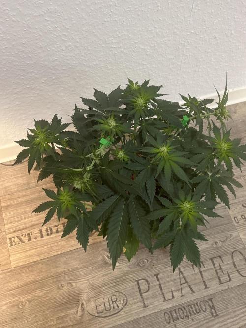 apple fritter auto. Week 5