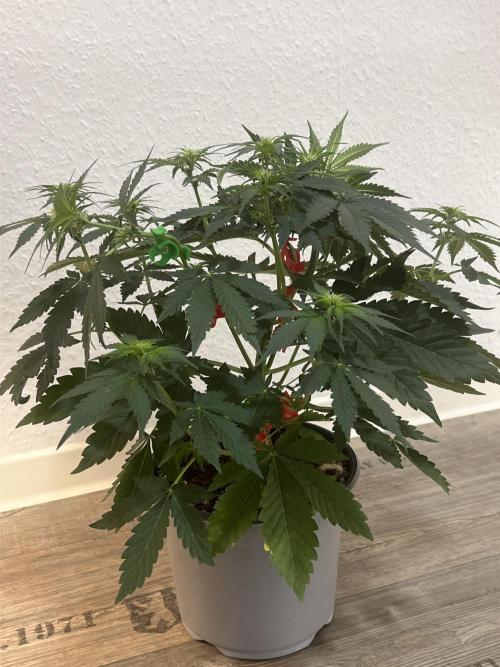 apple fritter auto. Week 5