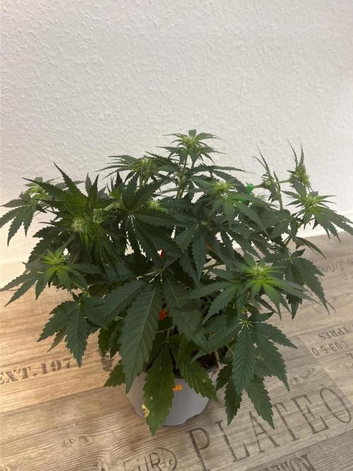 Apple Fritter Automatic. Week 5