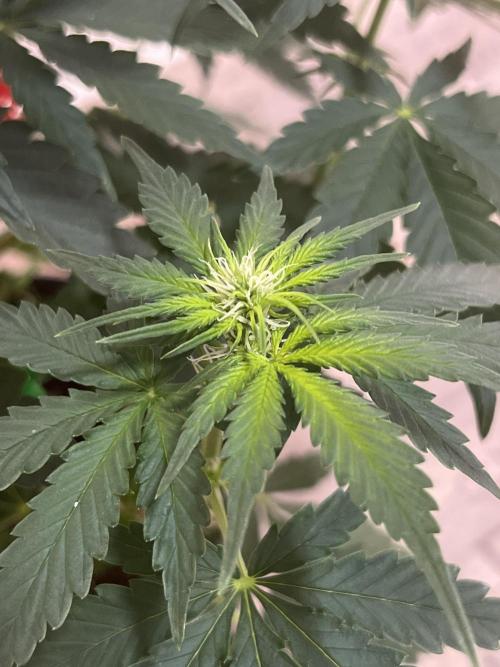 Apple Fritter Automatic. Week 5