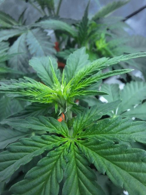 apple fritter auto. Week 4