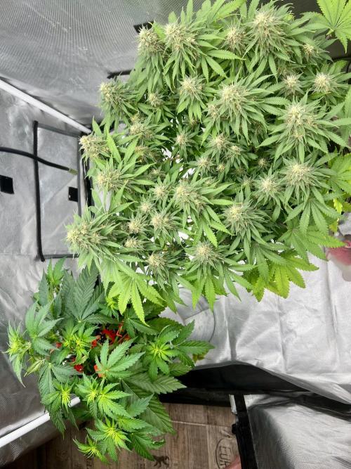 Apple Fritter Automatic. Week 4