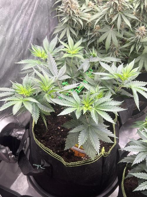 CCG OSS Projekt. Week 5