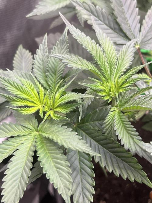 Alien Moonrocks. Week 5