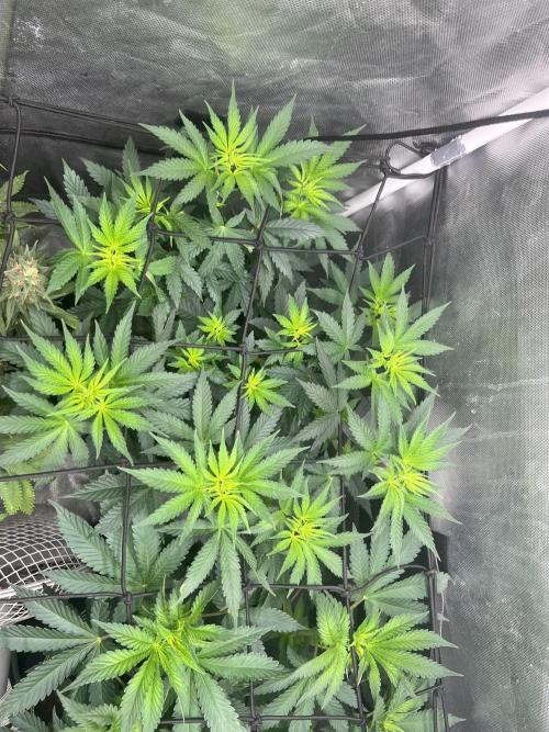 CCG OSS Projekt. Week 6