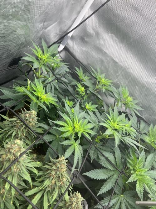 CCG OSS Projekt. Week 6