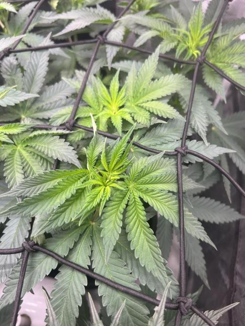 CCG OSS Projekt. Week 6