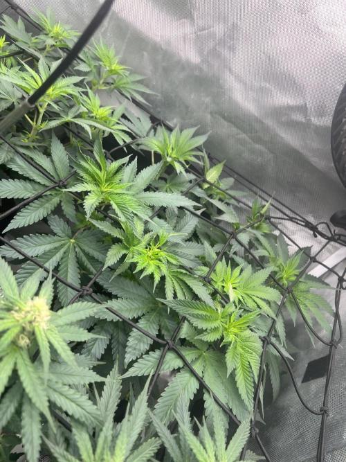 CCG OSS Projekt. Week 6
