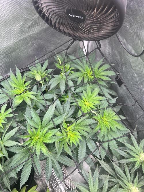 CCG OSS Projekt. Week 6