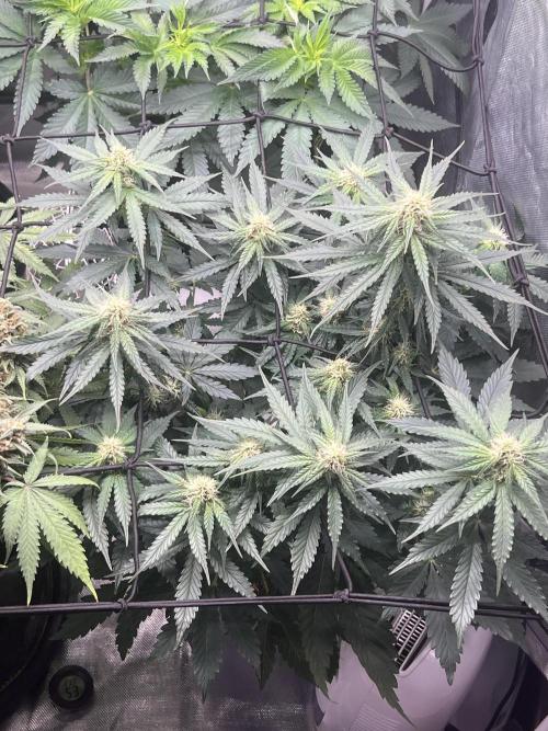 apple fritter auto. Week 6