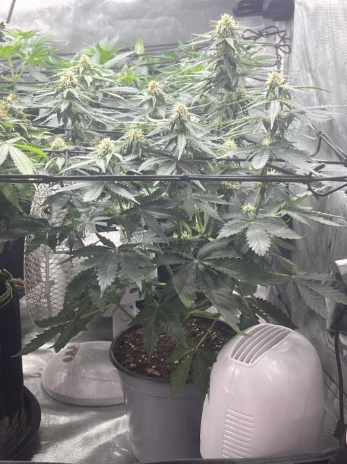 apple fritter auto. Week 6