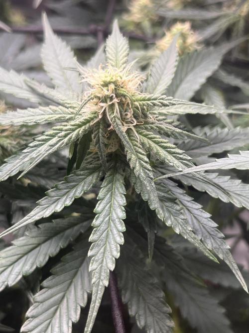 apple fritter auto. Week 6
