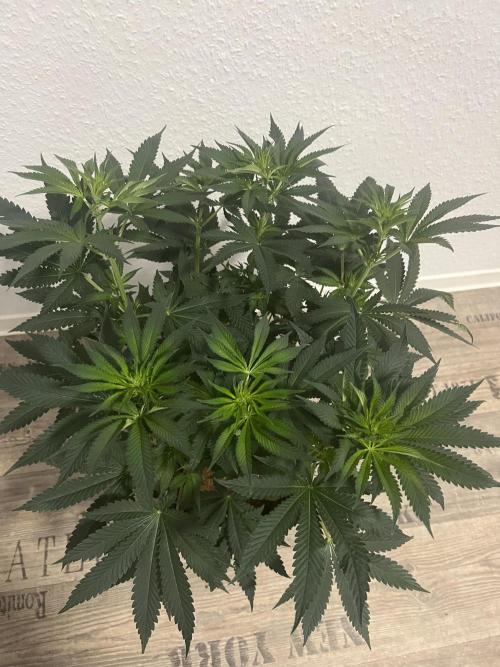 CCG OSS Projekt. Week 7