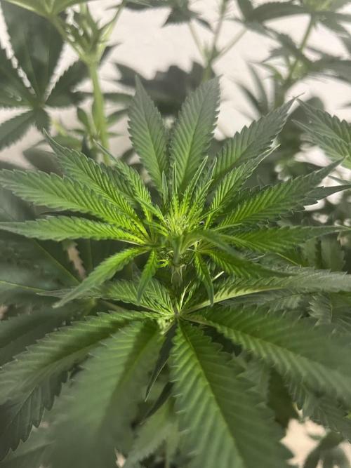 Alien Moonrocks. Week 7