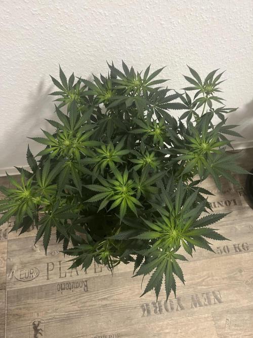 CCG OSS Projekt. Week 7