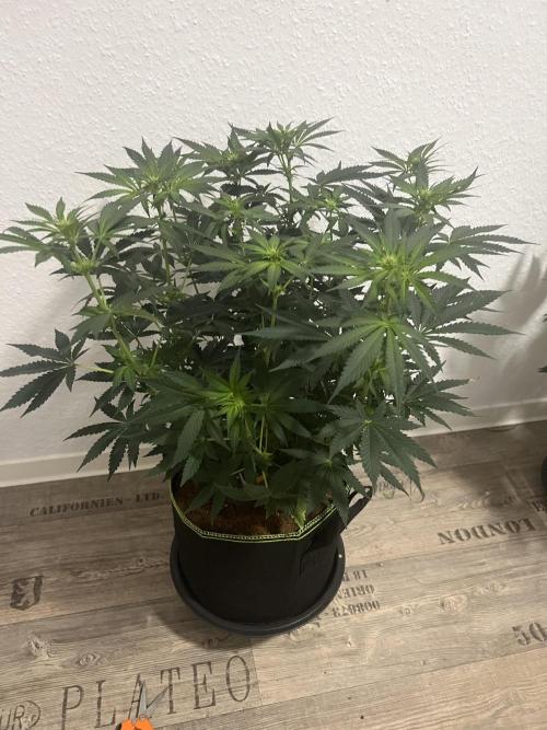  Bruce Banner #3. Week 7