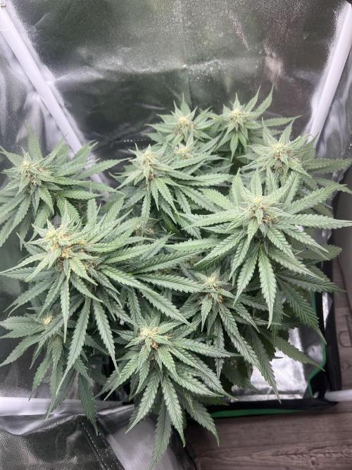 apple fritter auto. Week 7