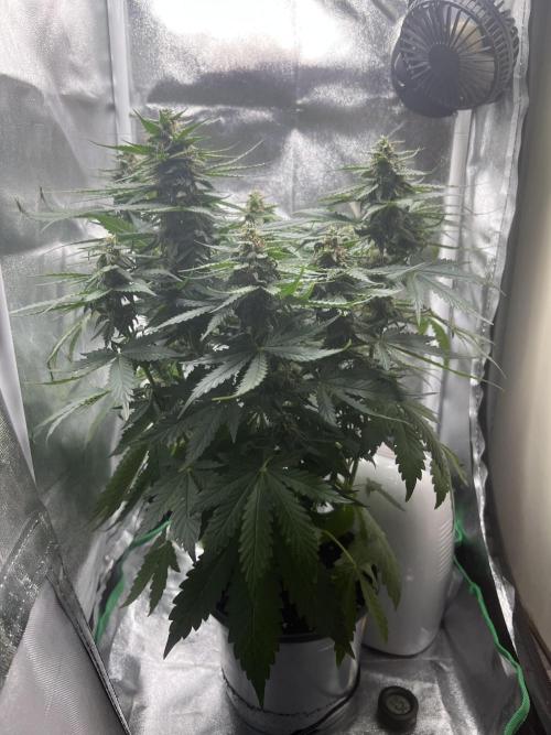 apple fritter auto. Week 7