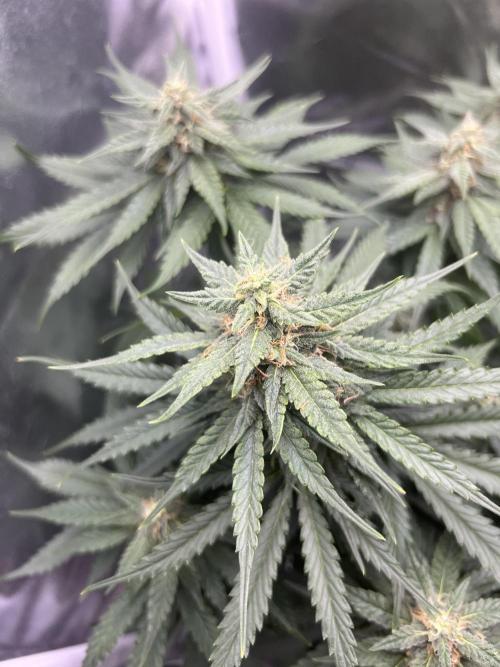 apple fritter auto. Week 7