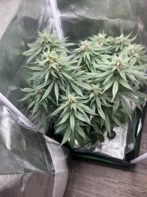 Apple Fritter Automatic. Week 7