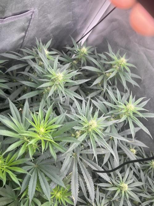 CCG OSS Projekt. Week 9