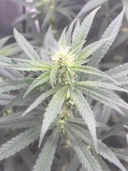 CCG OSS Projekt. Week 9
