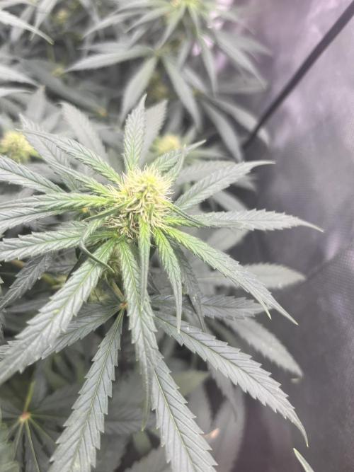 CCG OSS Projekt. Week 9