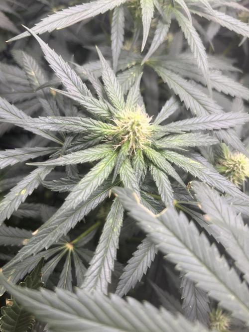 CCG OSS Projekt. Week 9