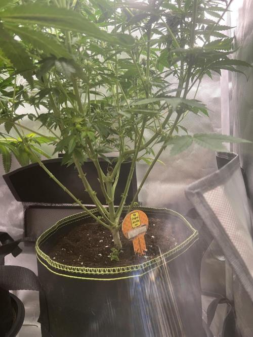 CCG OSS Projekt. Week 9