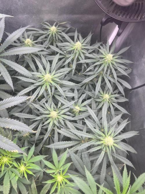  Bruce Banner #3. Week 9