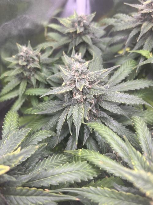 apple fritter auto. Week 9