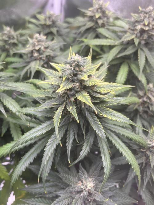 apple fritter auto. Week 9