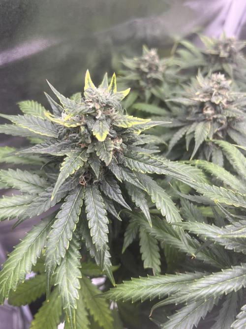 apple fritter auto. Week 9